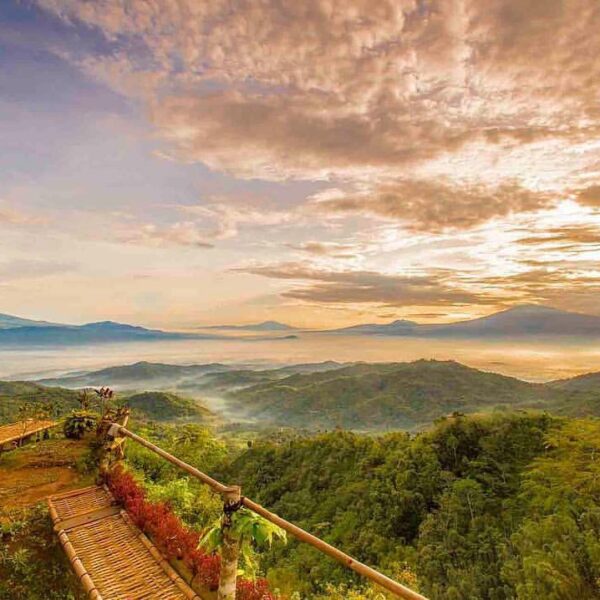 Kebun Teh Ngelinggo, Bukit Ngisis, kabupaten Kulon Progo, Yogyakarta. Disinilah ...