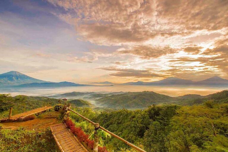Kebun Teh Ngelinggo, Bukit Ngisis, kabupaten Kulon Progo, Yogyakarta. Disinilah ...