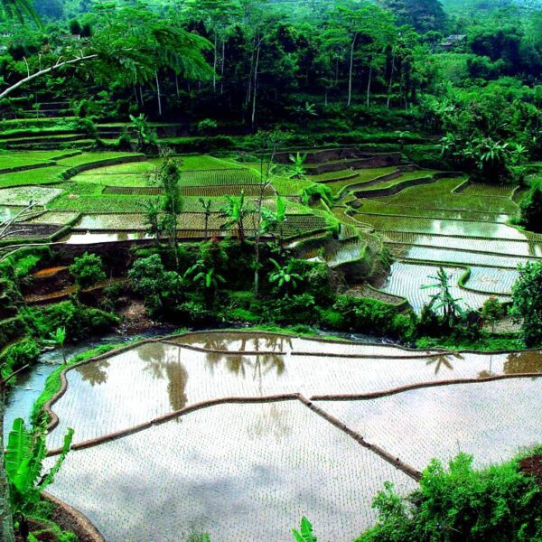 Keindahan persawahan merupakan salah satu pesona alam Indonesia
.
.
.
#pesonaind...