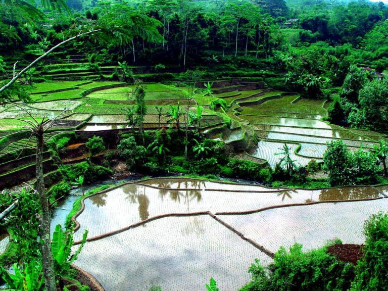 Keindahan persawahan merupakan salah satu pesona alam Indonesia
.
.
.
#pesonaind...