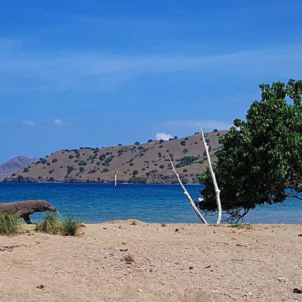 Komodo, satwa langka  yang hanya hidup di Indonesia tepatnya di Pulau Komodo, In...