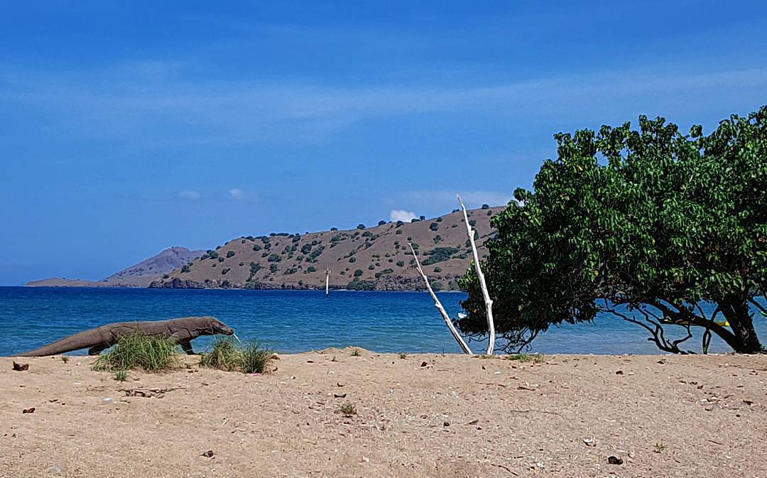 Komodo, satwa langka  yang hanya hidup di Indonesia tepatnya di Pulau Komodo, In...