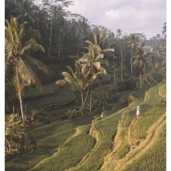 Liburan ke Bali gak harus mahal, pemandangan sawah dengan teraseringnya yang ind...