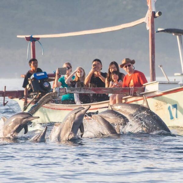 Mau melihat lumba-lumba berenang di habitat aslinya? Liburan saja ke Pantai Lovi...