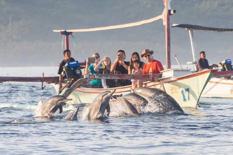 Mau melihat lumba-lumba berenang di habitat aslinya? Liburan saja ke Pantai Lovi...