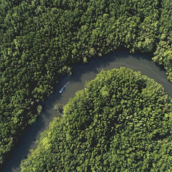 Nggak kebayang rasanya bagaimana menyusuri hutan amazon. Pasti seru dong. Serupa...