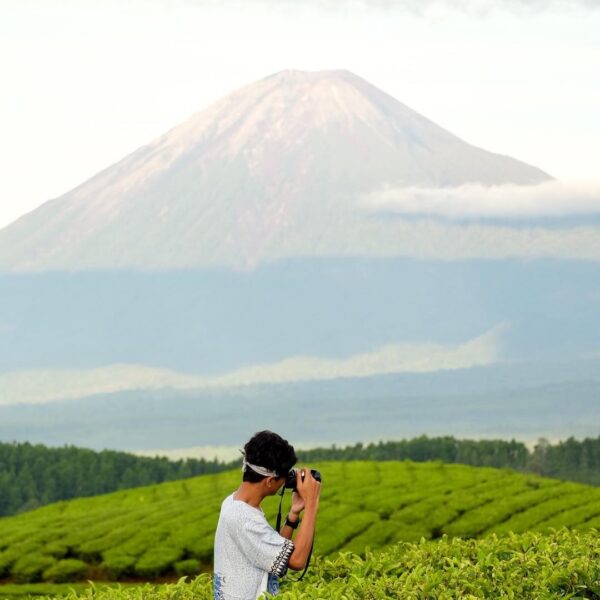 Panorama Kebun Teh Kertowono, desa Gucialit, kabupaten Lumajang, yang masih masu...