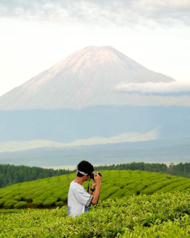 Panorama Kebun Teh Kertowono, desa Gucialit, kabupaten Lumajang, yang masih masu...