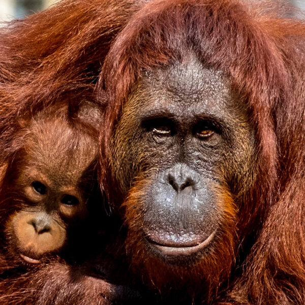 Rimbun Hutan Rumah Idaman Orang Utan.
.
Melihat pola hidup Orang Utan dari dekat...
