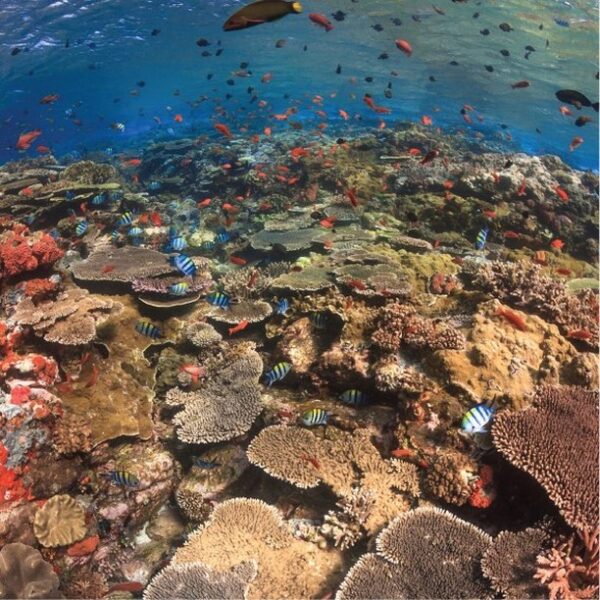 Salah satu dive spot di sulawesi tengah ada di Area Parigi Moutong. Keindahan wi...