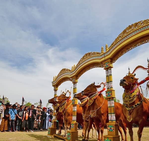 Sapi di Madura memang istimewa. Didandani cantik dengan berbagai ornamen warna-w...