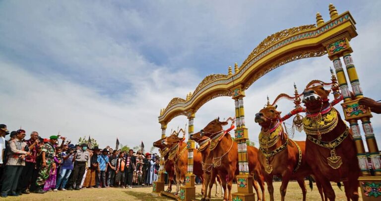 Sapi di Madura memang istimewa. Didandani cantik dengan berbagai ornamen warna-w...
