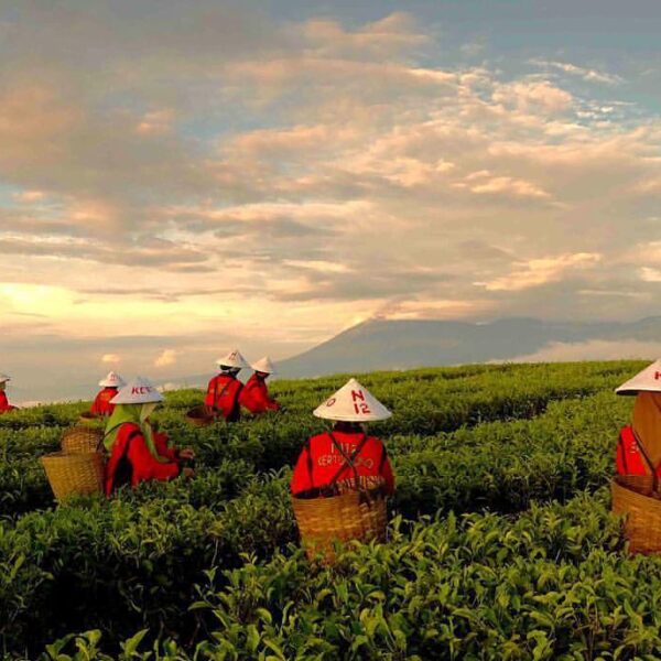 Selamat pagi, salam dari Kebun Teh Kertowono, Desa Gucialit, Kabupaten Lumajang,...
