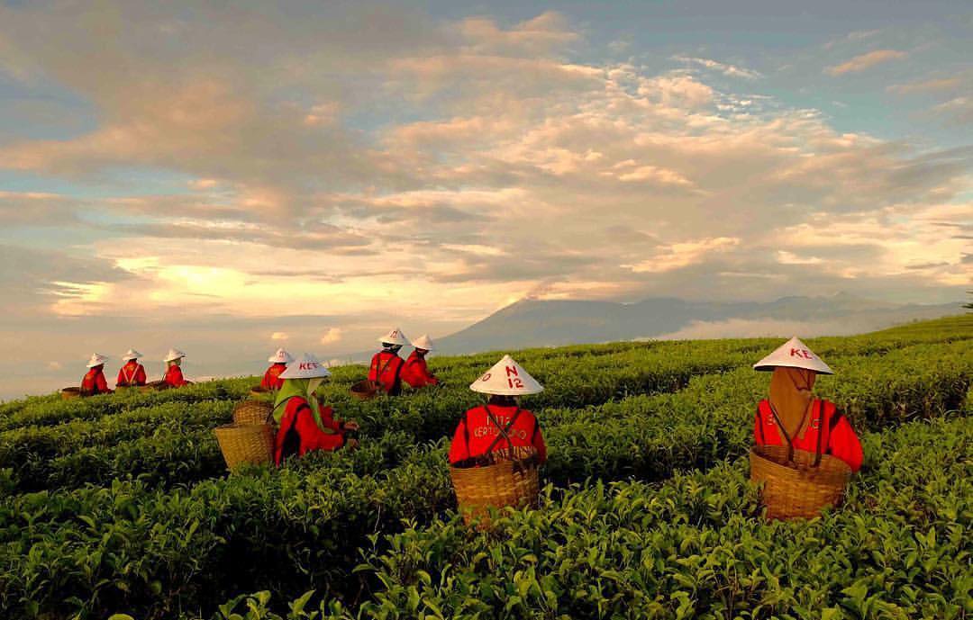 Selamat pagi, salam dari Kebun Teh Kertowono, Desa Gucialit, Kabupaten Lumajang,...
