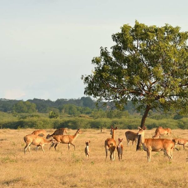 Sering disebut sebagai Afrikanya Indonesia, Taman Nasional Baluran memiliki daya...