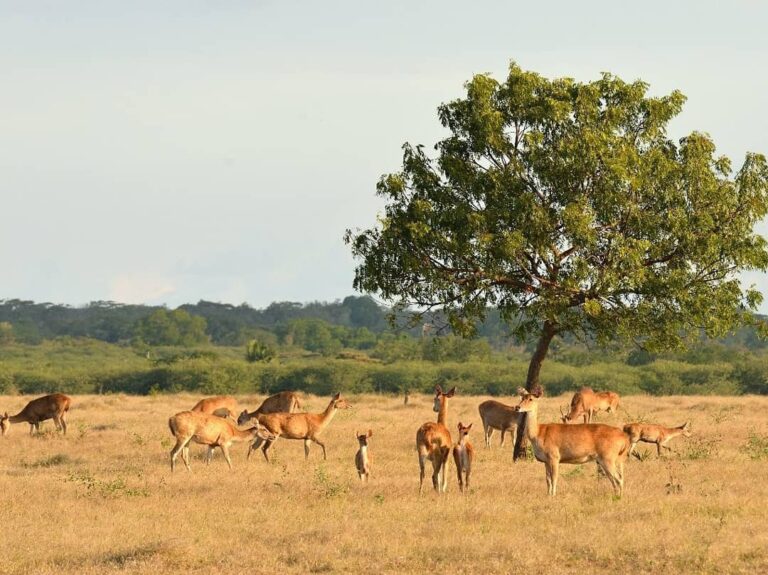 Sering disebut sebagai Afrikanya Indonesia, Taman Nasional Baluran memiliki daya...