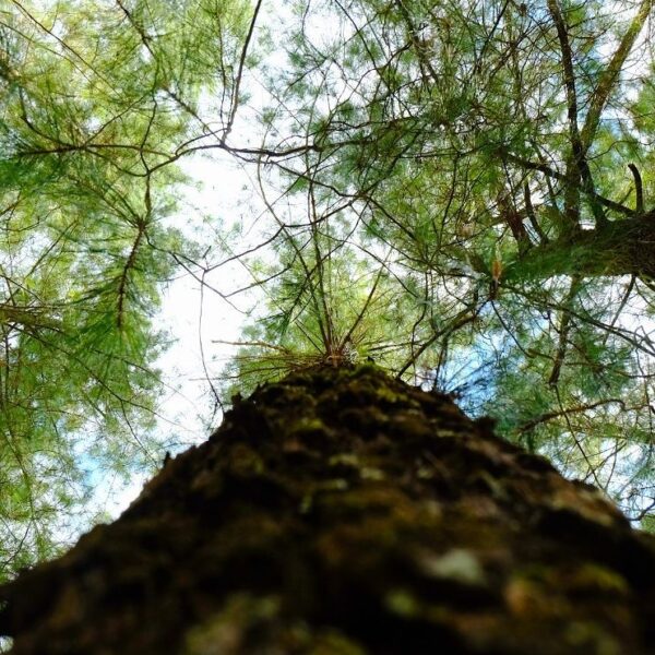 Suasana pagi hari hutan pinus Malino yang merupakan salah satu objek wisata alam...
