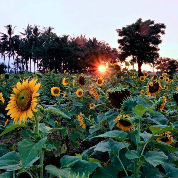 Sudah lihat kebun Bunga Matahari di Tangerang yang viral?
. 
Awalnya kebun Bunga...