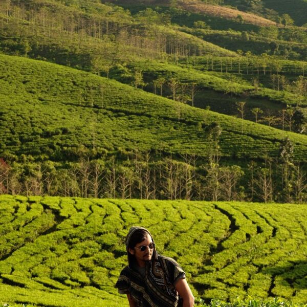 Tekstur dataran kebun teh Kertowono, Gucialit, kabupaten Lumajang
 nan memesona ...