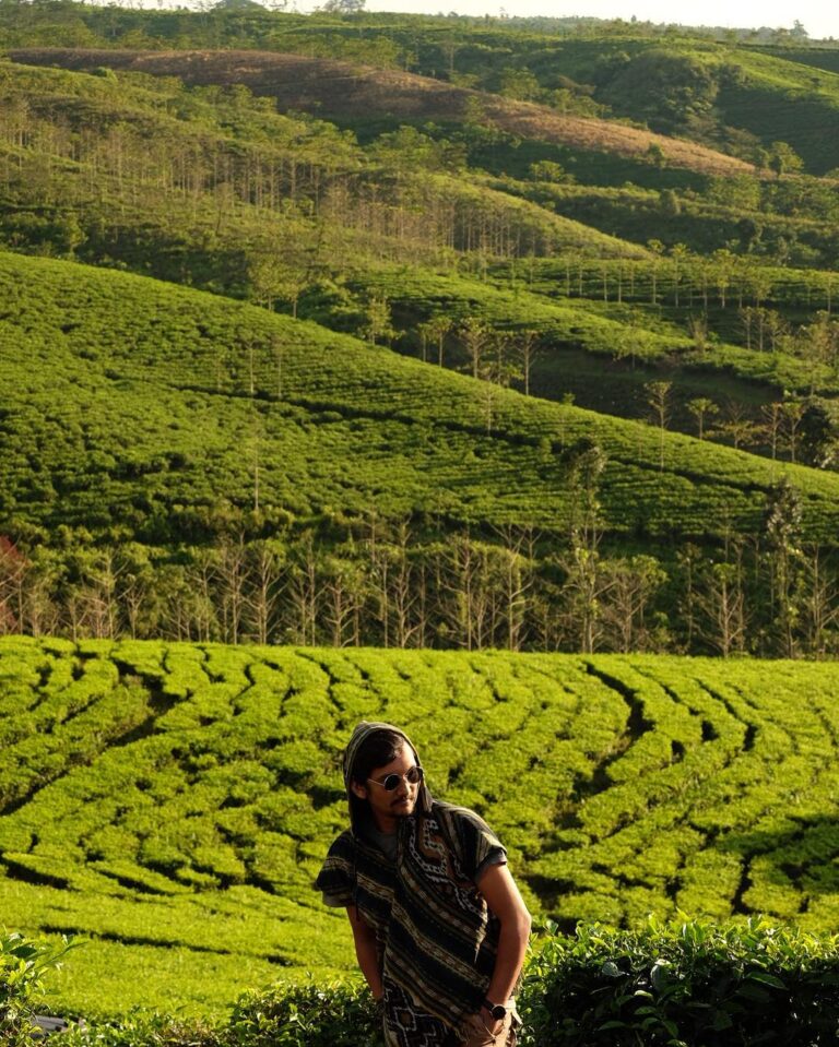 Tekstur dataran kebun teh Kertowono, Gucialit, kabupaten Lumajang
 nan memesona ...