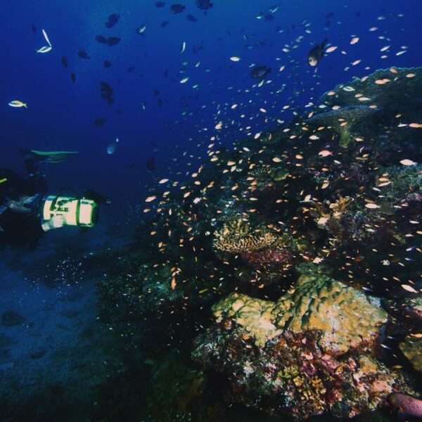 Terdapat pesona yang luar biasa pada kedalaman laut di sekitar Pulau Weh. (Sea G...