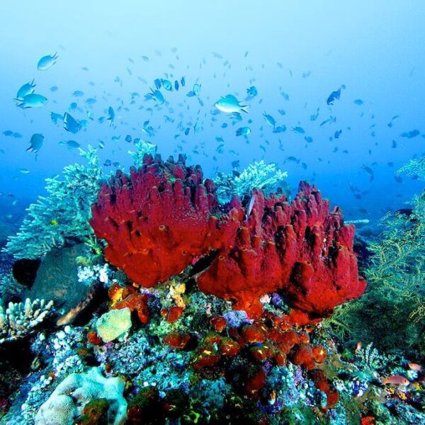 Tidak hanya dipermukaan saja yang indah tapi pemandangan di bawah permukaan laut...