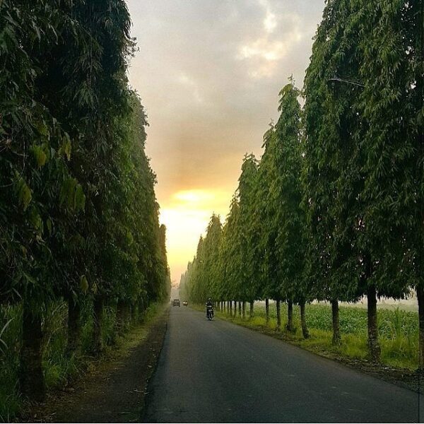 #explorejogja photo today by  taken around Ganjuran, Bantul....