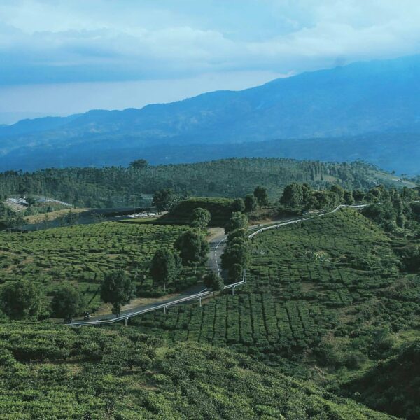 #exploresukabumi photo by  taken at Perkebunan Teh Kabandungan, #KalapaNunggal...