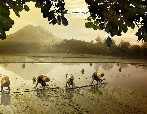 #explorejogja photo today by  taken at Area Persawahan Potorono, Bantul....