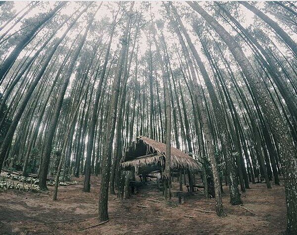 #explorejogja photo today by  taken at Hutan Pinus Dlingo, Bantul....