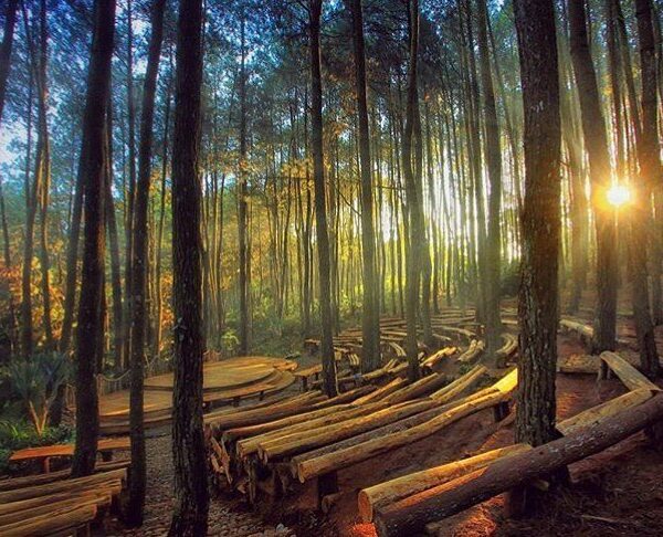 #explorejogja photo today by  taken at Hutan Pinus Dlingo, Bantul....
