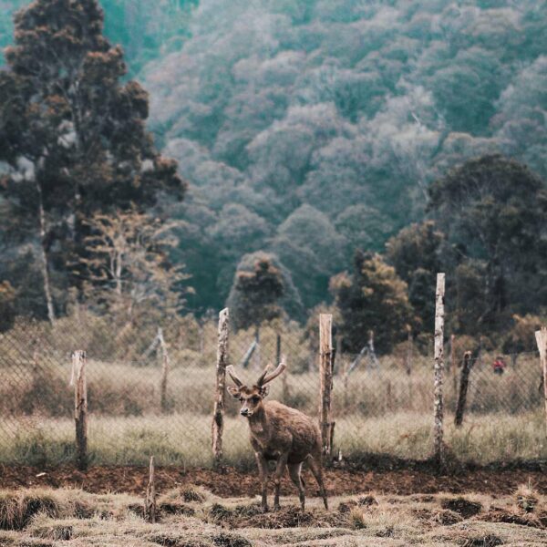 Going to Ranca Upas is a great idea to spend your weekend in nature. Captured by...