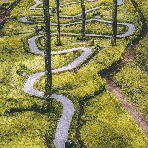 Otherworldly path in Orchid Forest captured by  #explorebandung...