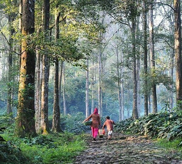 Didirikan pada tahun 1992, Taman Nasional Gunung Halimun Salak adalah hutan data...